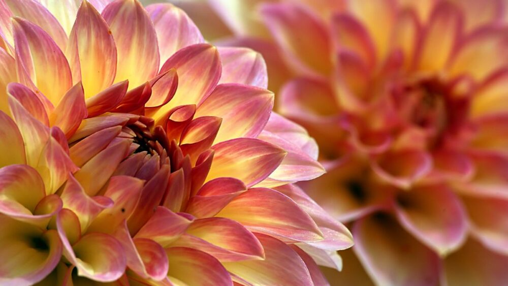 The Mysterious World of Porta Potty Blue Liquid What's Inside? All