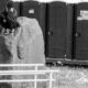 luxury portable toilet at outdoor event