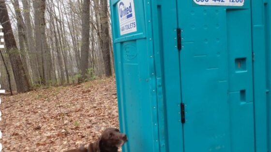 porta potty cleaning